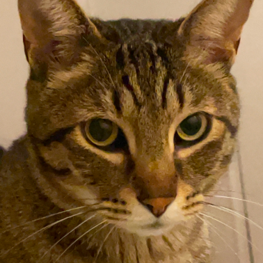 앞을 바라보는 고양이